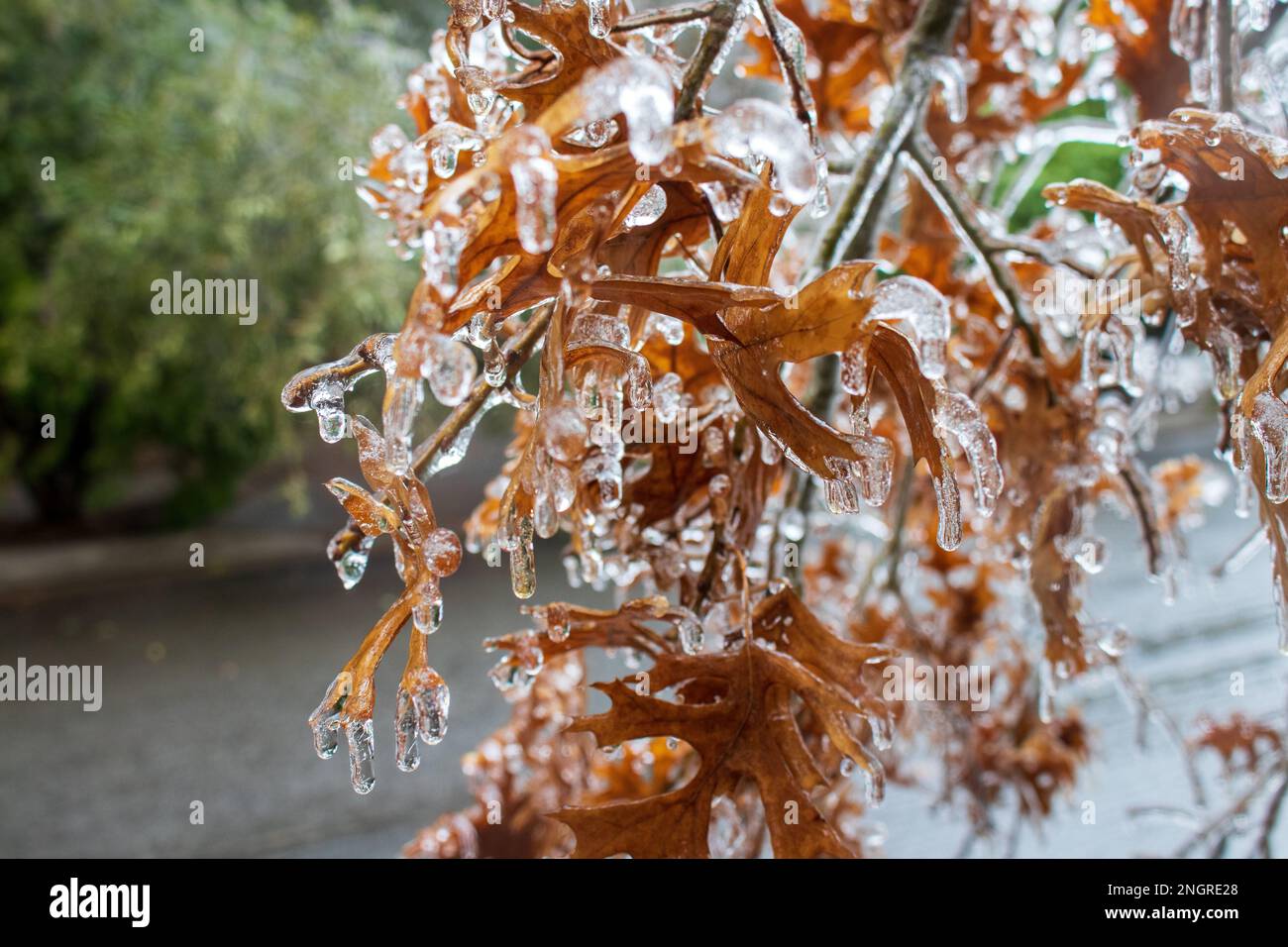 Foglie d'arancia congelate coperte di ghiaccio su un albero con Icicle da una tempesta di ghiaccio invernale e pioggia gelida in Austin Texas Foto Stock