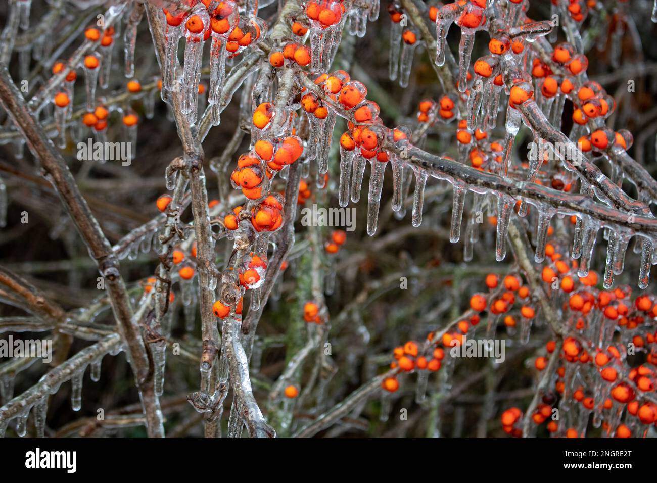 Ciclicini appesi a bacche rosse di agnello surgelate, note anche come bacche di biancospino dopo una pioggia gelida e una tempesta di ghiaccio ad Austin, Texas Foto Stock