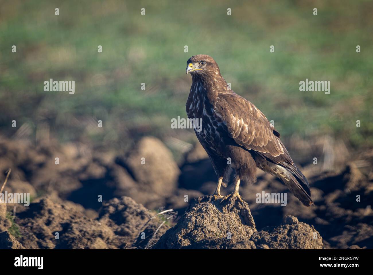 Comune uccello buzzardo Buteo buteo closeup Foto Stock