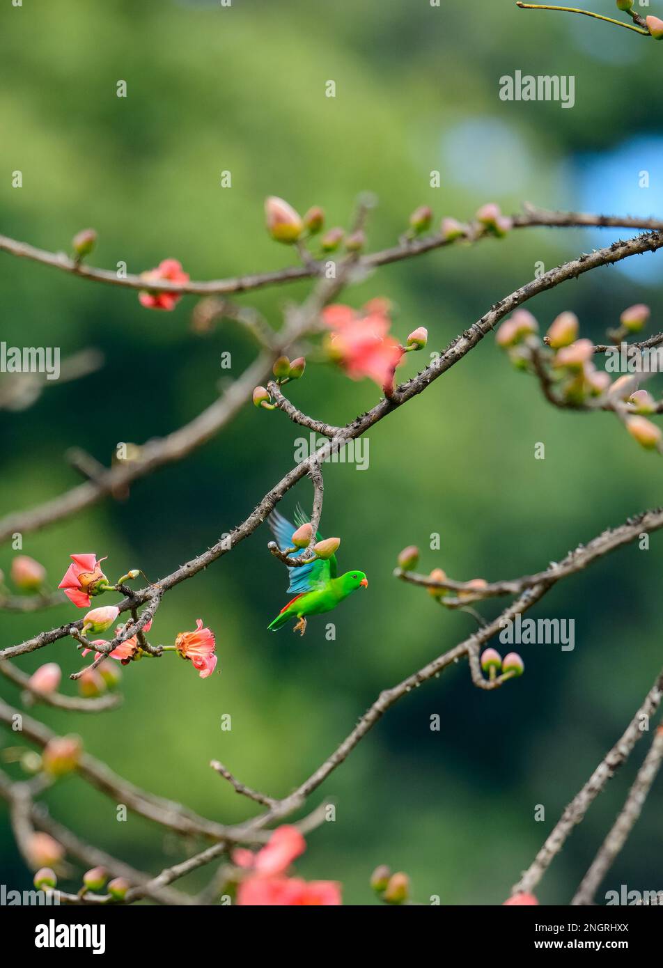 Pappagallo pappagallo, il pappagallo pappagallo pappagallo pappagallo è un pappagallo piccolo che è un allevatore residente nel subcontinente indiano Foto Stock