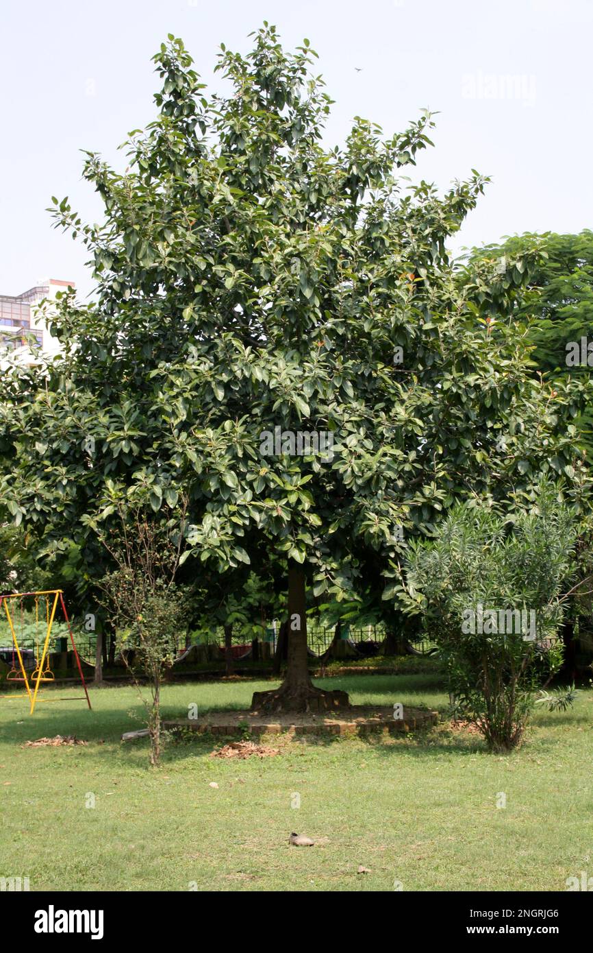 Albero di Banyan indiano (Ficus benghalensis) con fogliame denso : (pix Sanjiv Shukla) Foto Stock