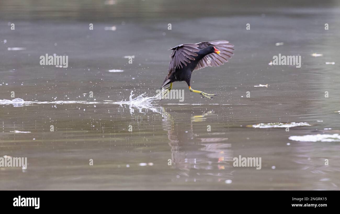 Moorhen [ Gallinula chloropus ] che scorre su acqua con maggots nel suo becco / becco con riflessione Foto Stock