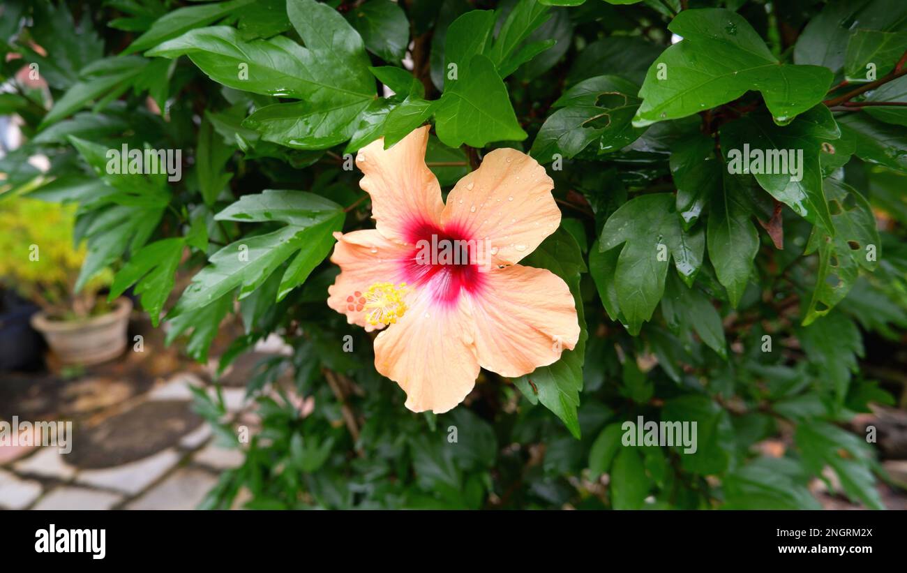 Un fiore di ibisco (Hibiscus Rosa-sinensis) è giallo rossastro Foto Stock