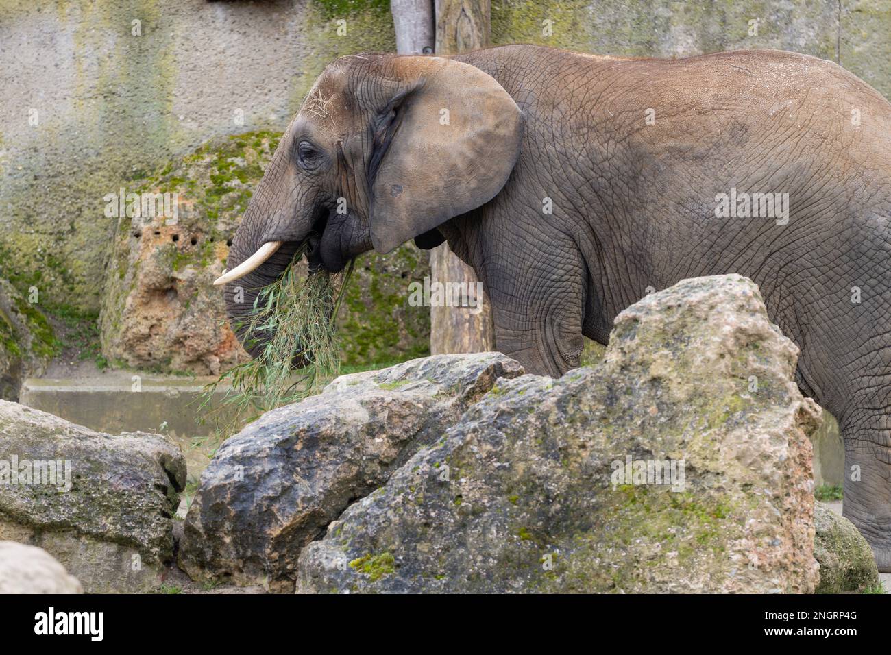 L'elefante africano Bush (Loxodonta africana) mangia bambù nello Zoo di Vienna Foto Stock