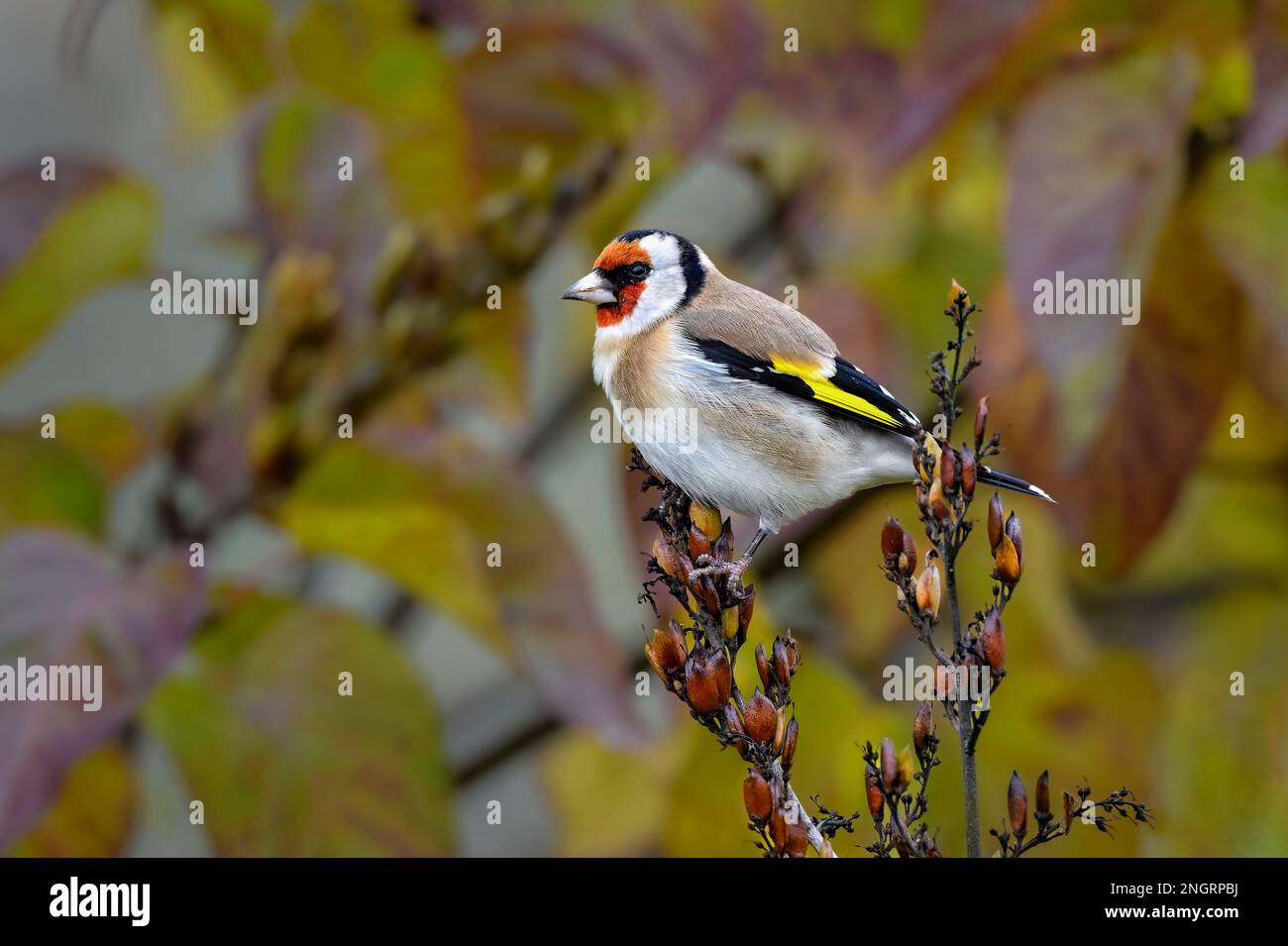 Goldfinch in autunno Foto Stock