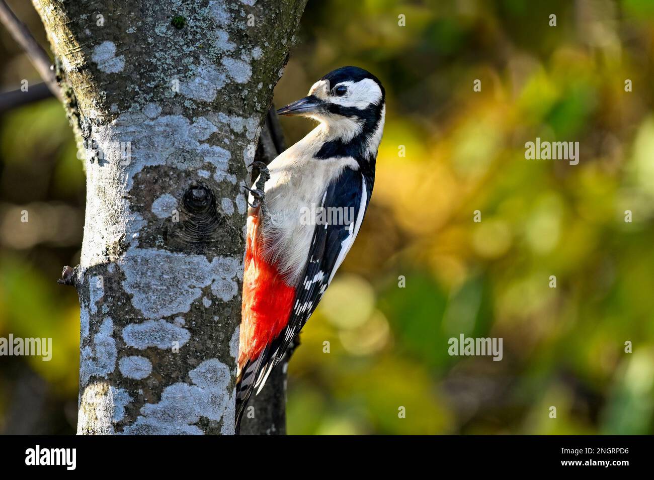 Picchio rosso maggiore Foto Stock