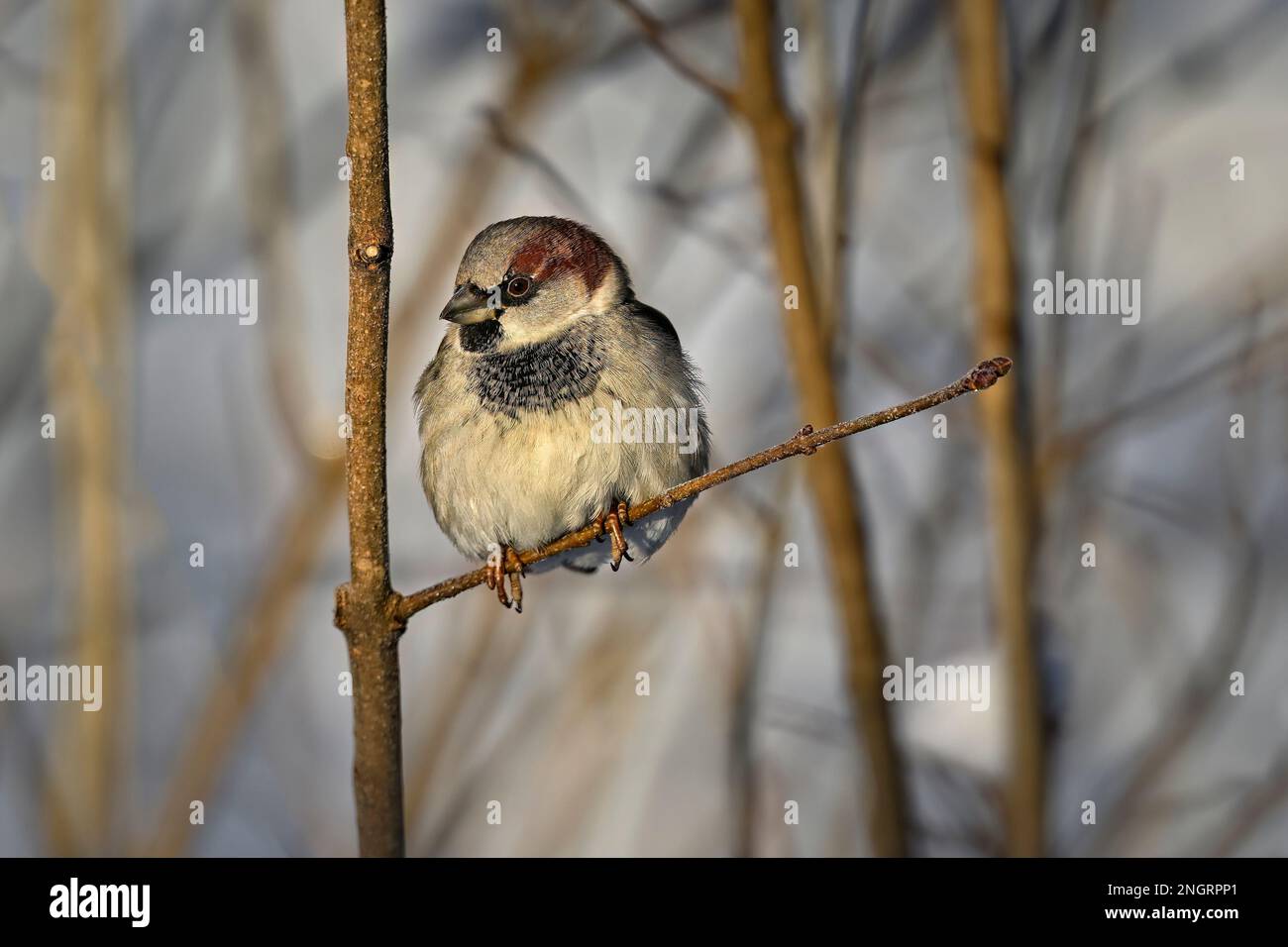 Passero casa in inverno Foto Stock