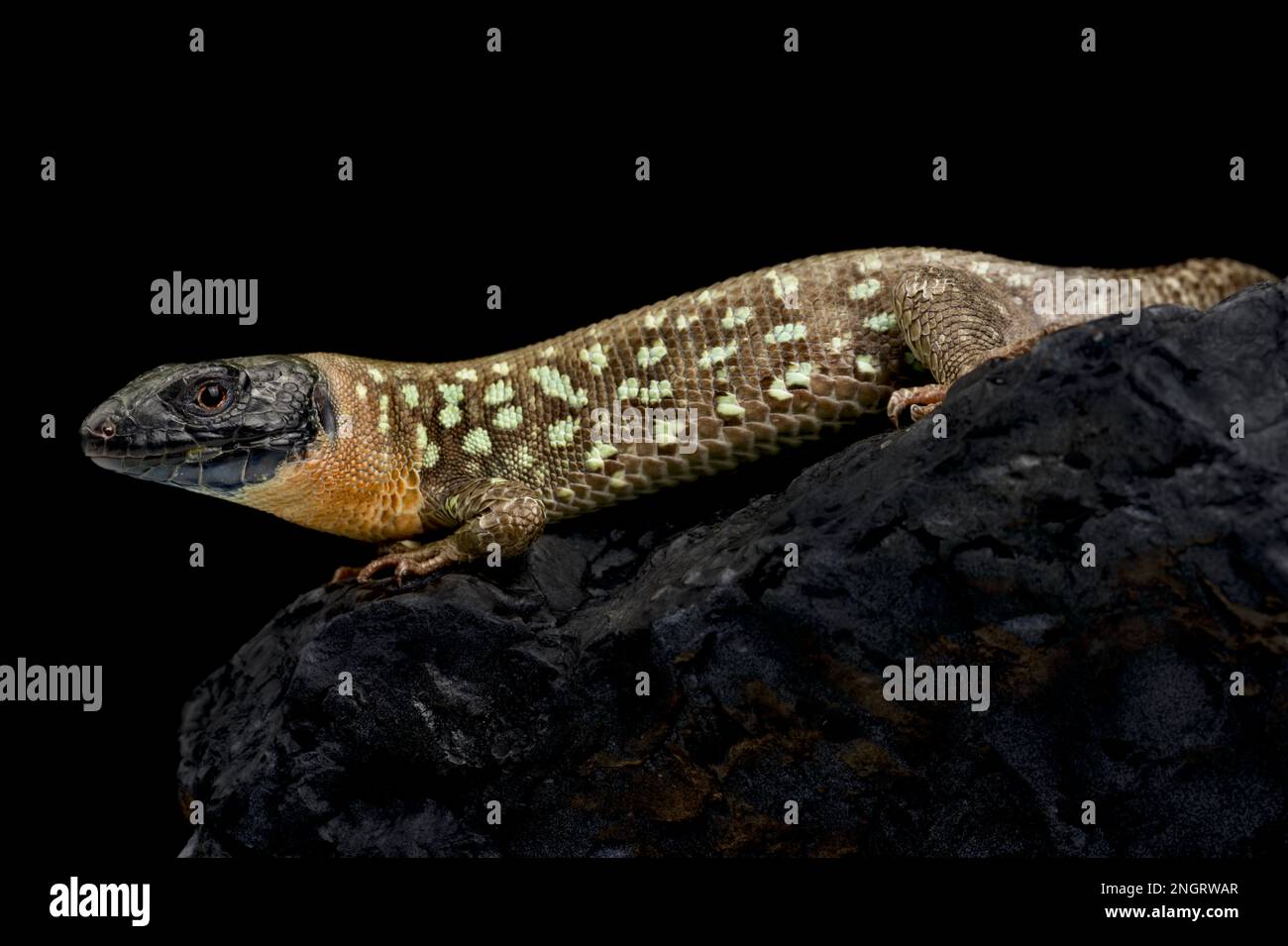 Lucertola occultata del Kurdistanian (Timon kurdistanicus) Foto Stock