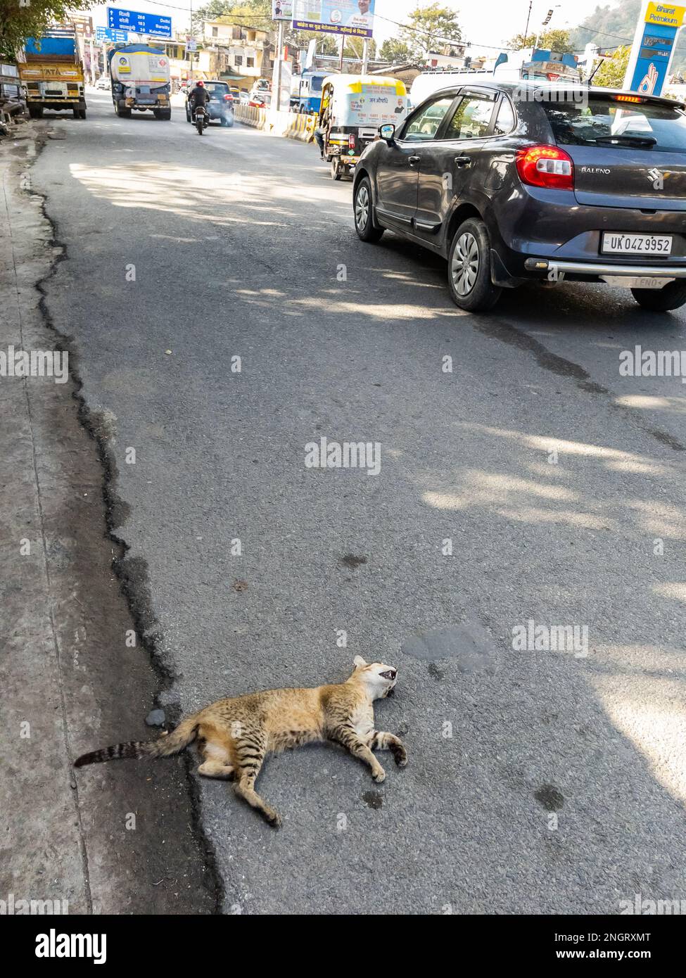 Immagine selettiva del fuoco di un gatto run over da un'automobile dovuto la rabbia della strada a Haldwani Uttarakhand il 9 gennaio 2022 Foto Stock