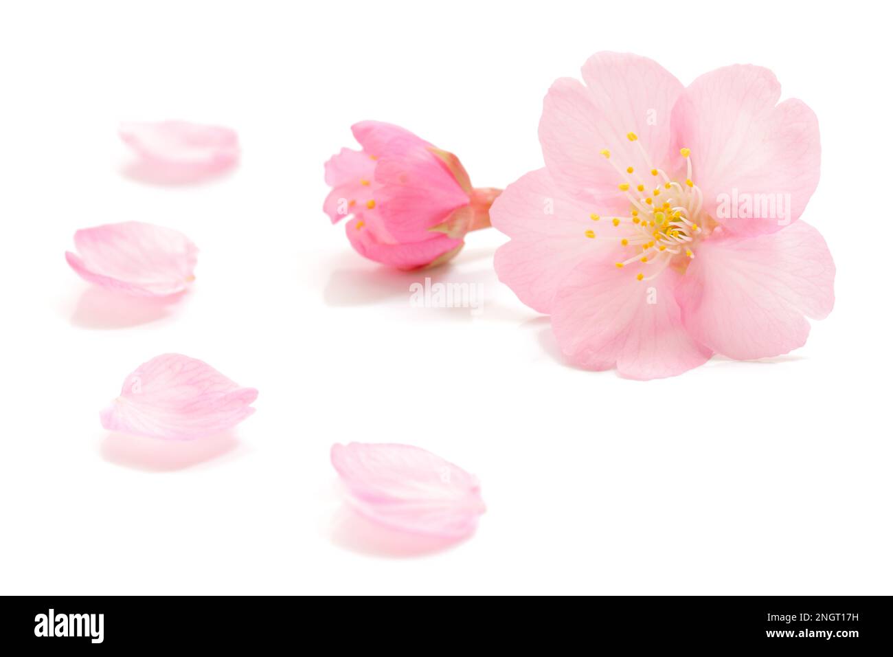 Fiore di ciliegio rosa giapponese, petali di fiori, sfondo bianco puro, fotografia di primavera Foto Stock