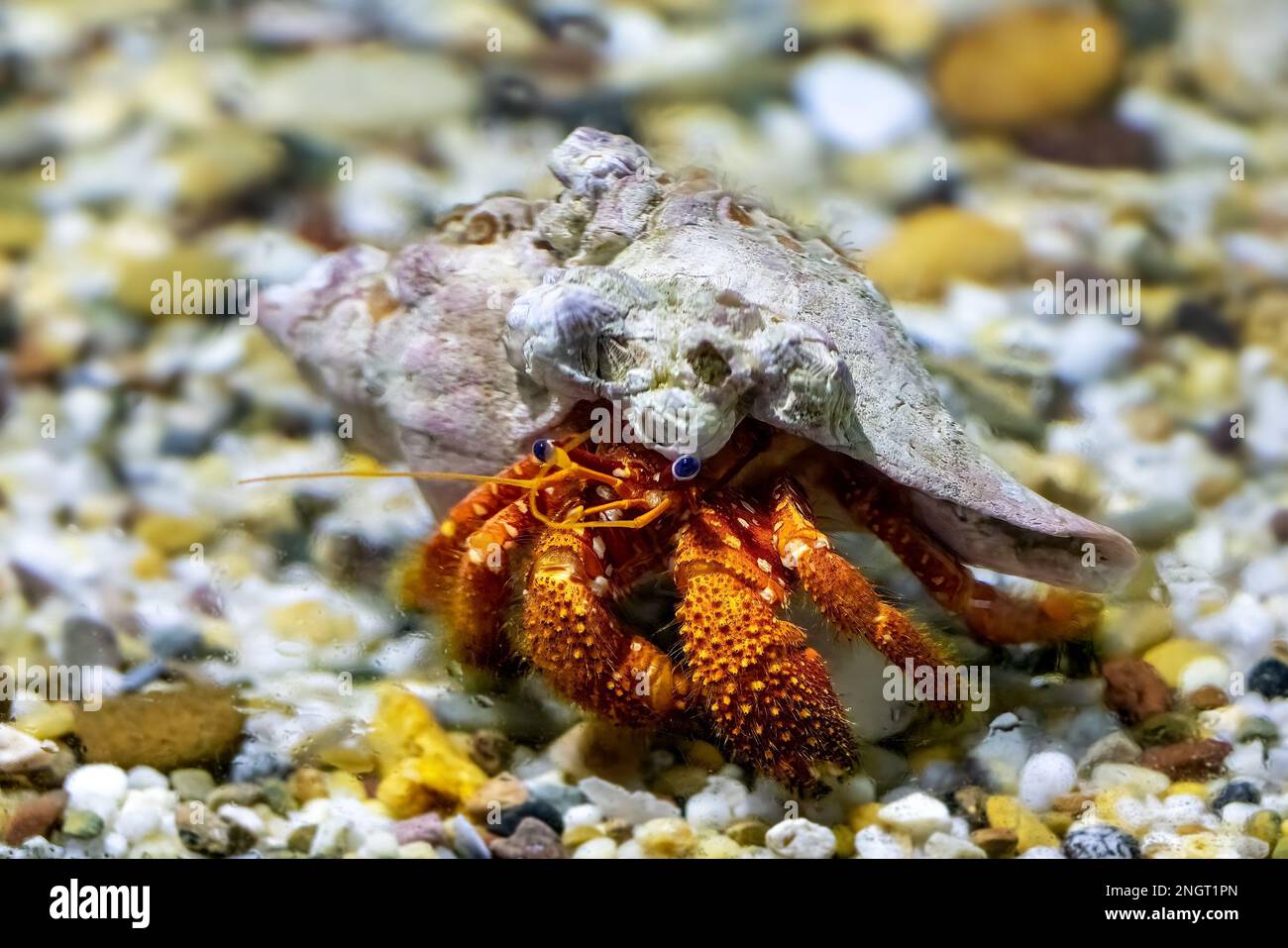 Un granchio eremita sott'acqua. Queste creature marine vivono in conchiglie scartate, e commerciano fino a un guscio di lager mentre crescono. Foto Stock