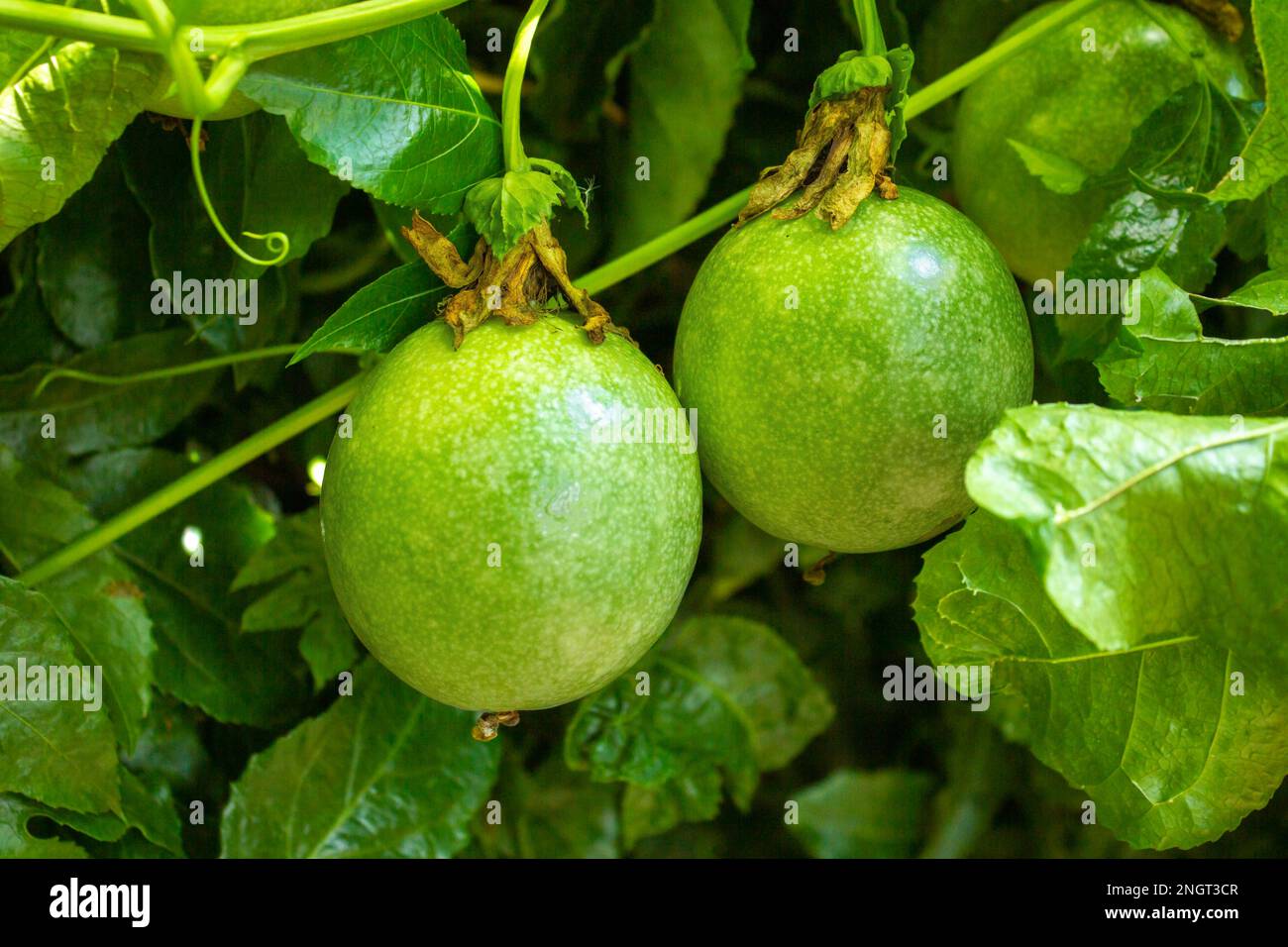 Primo piano, focalizzazione selettiva su due frutti verdi immaturi della pianta di Granadilla, conosciuta anche come frutto della passione. Foto Stock