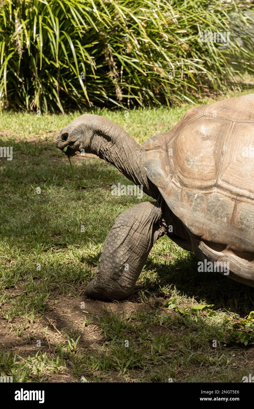 Una tartaruga gigante vulnerabile minacciata aldabra (Aldabrachelys gigantea) mangiare ibisco pianta Foto Stock