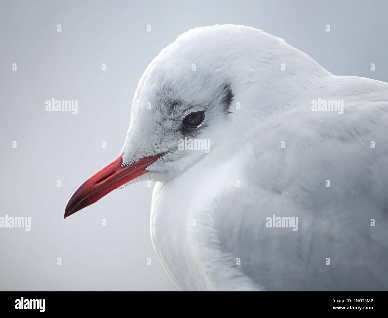 Testa di gabbiano nera da vicino in inverno su sfondo grigio chiaro sfocato Foto Stock