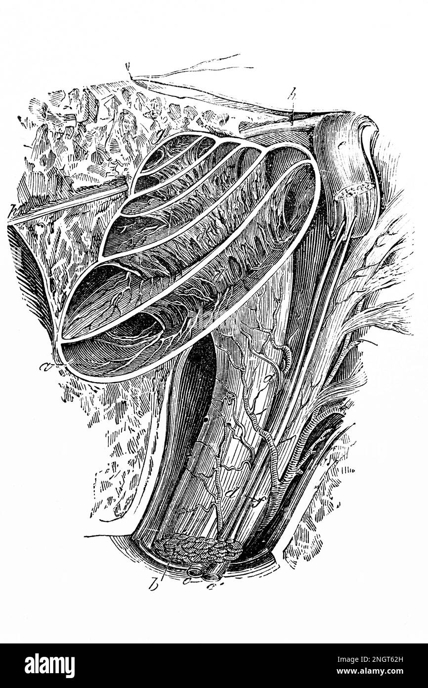 Organo interno del taglio dell'orecchio di Corti. Antica illustrazione da libro di medicina. 1889. Foto Stock