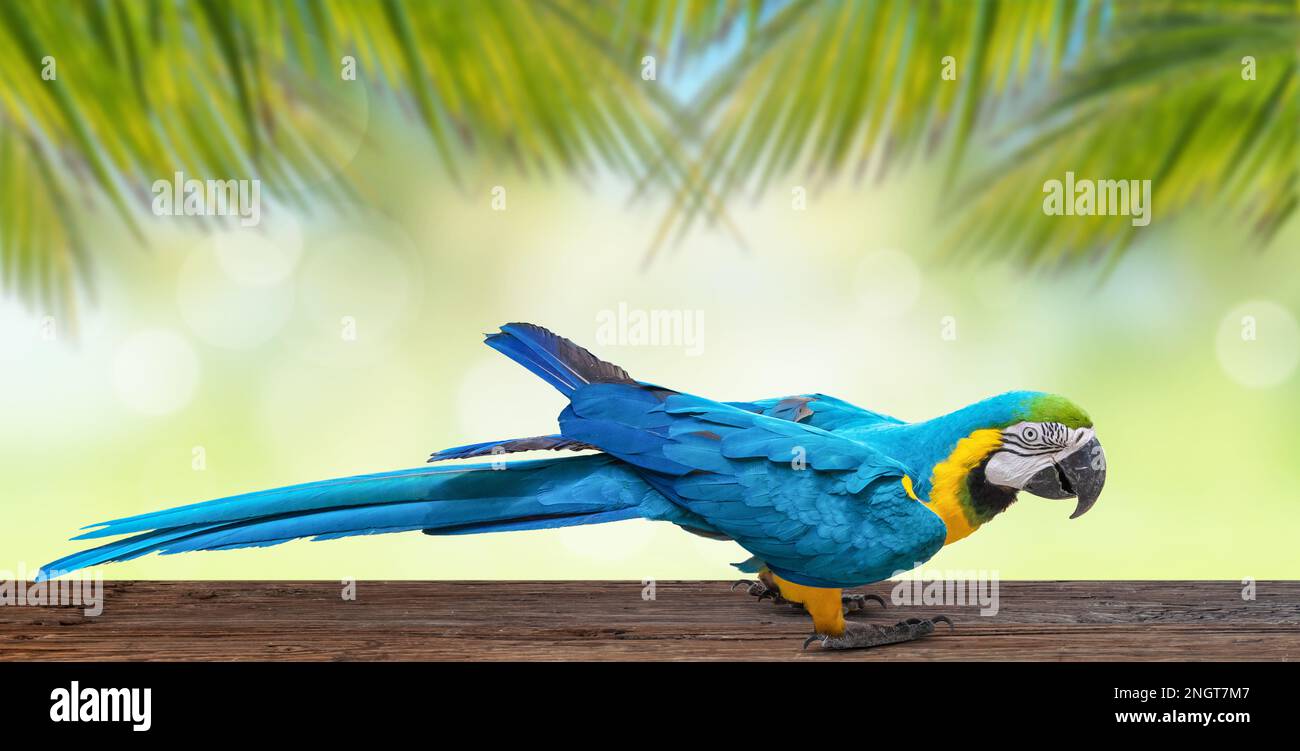 Pappagallo di macaw blu e giallo su tavolo di legno con sfondo di palme. Foto Stock
