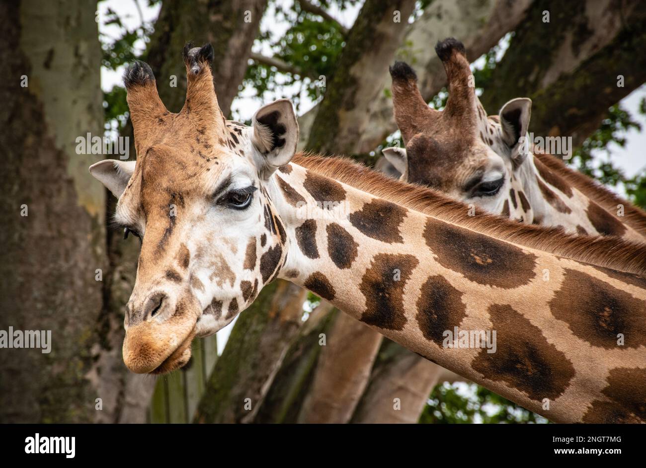 Giraffe curiose in natura. Primo piano della testa e del collo della giraffa. Foto Stock