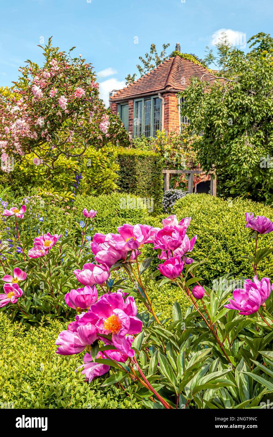 Fiori di peonia al Masters Garden a Warwick, Warwickshire, Inghilterra Foto Stock