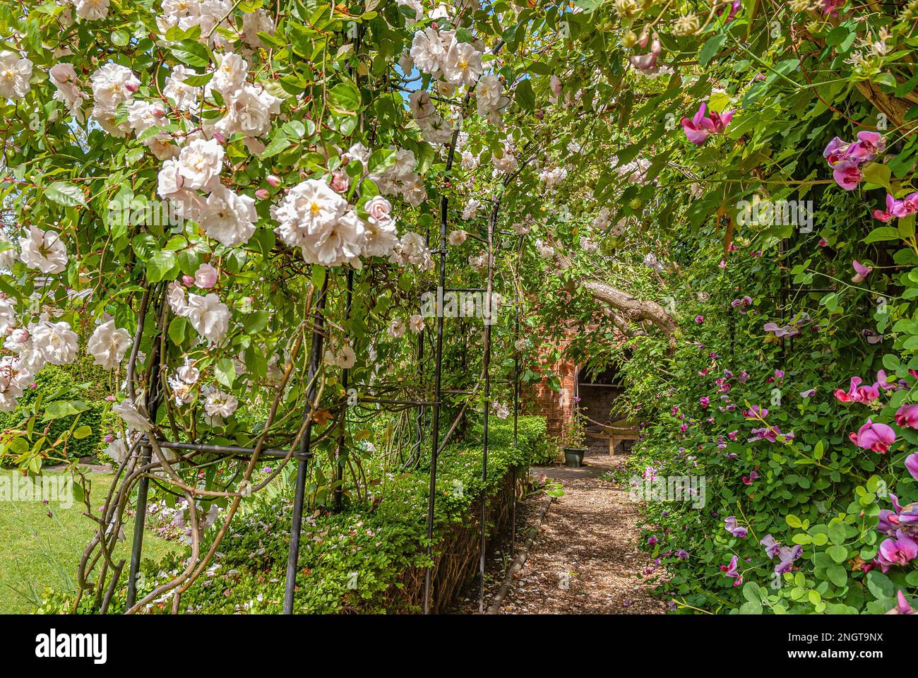 Pergola con cespugli di rose al Masters Garden Warwick, Warwickshire, Inghilterra Foto Stock