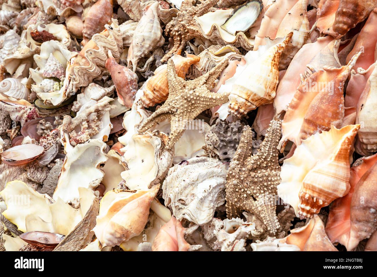 Conchiglie marine vendute come souvenir nel mercato di Alessandria, Egitto. Africa. Foto Stock