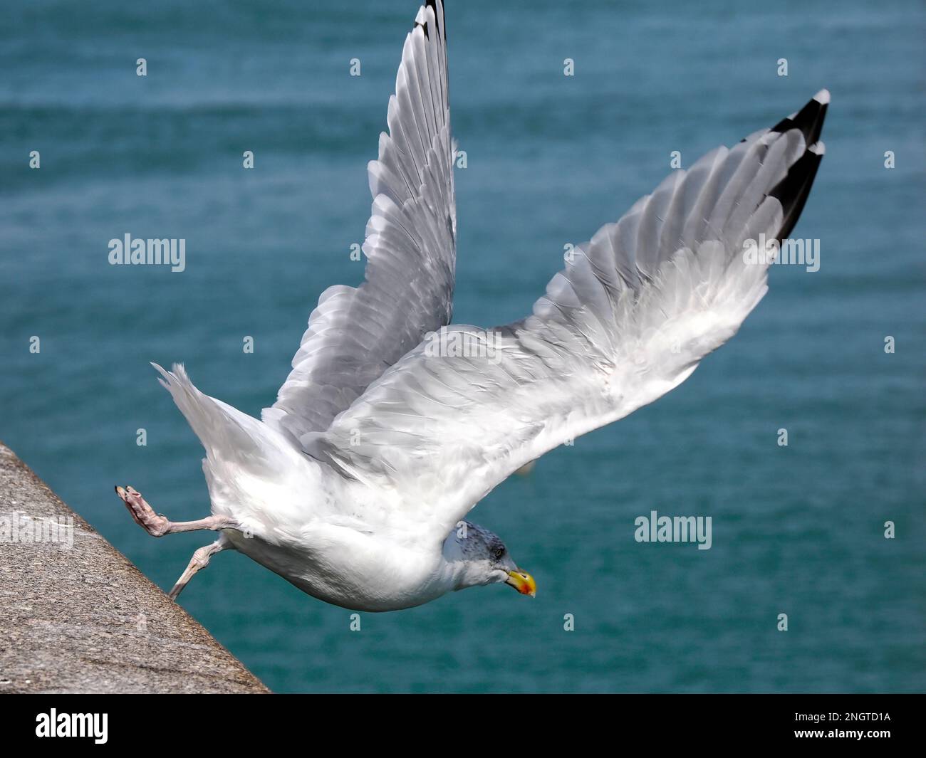 Closeup gabbiani di aringa (Larus argentatus) in volo con molti dettagli sulle ali Foto Stock