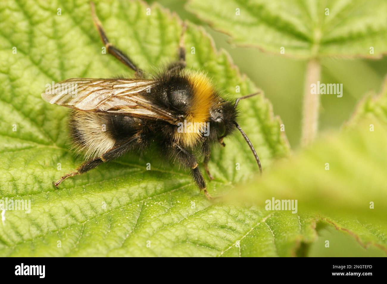 Primo piano naturale sulla foresta quattro cucù colorato-bumblebee, Bombus sylvestris su una foglia verde nel giardino Foto Stock
