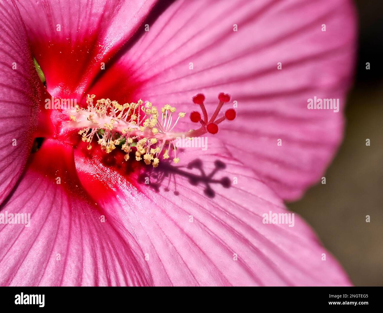 Macro di fiori di ibisco rosa vista frontale nel giardino francese Foto Stock