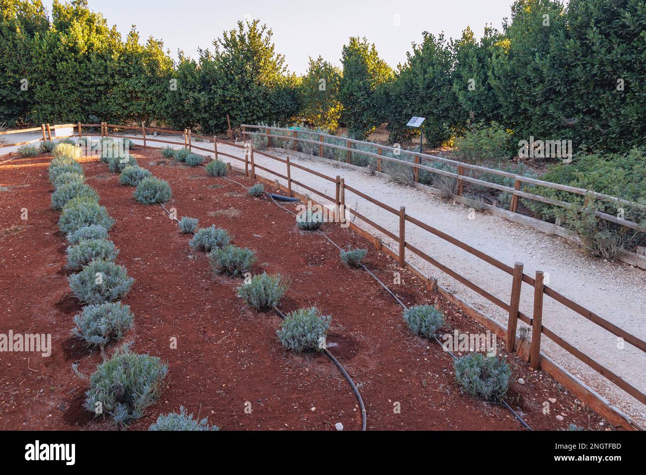 Giardino di erbe nel Parco Botanico di CyHerbia e Labirinto nel paese dell'isola di Cipro Foto Stock