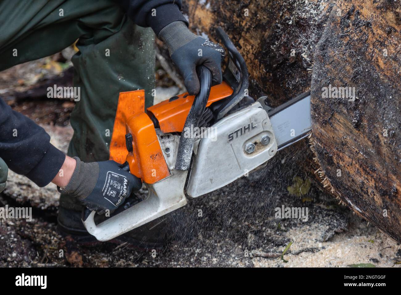 Neuwied, Germania - 22 ottobre 2022: H una motosega Stihl tagliava un tronco d'albero che giace sul terreno. Stihl è un produttore tedesco di catene Foto Stock