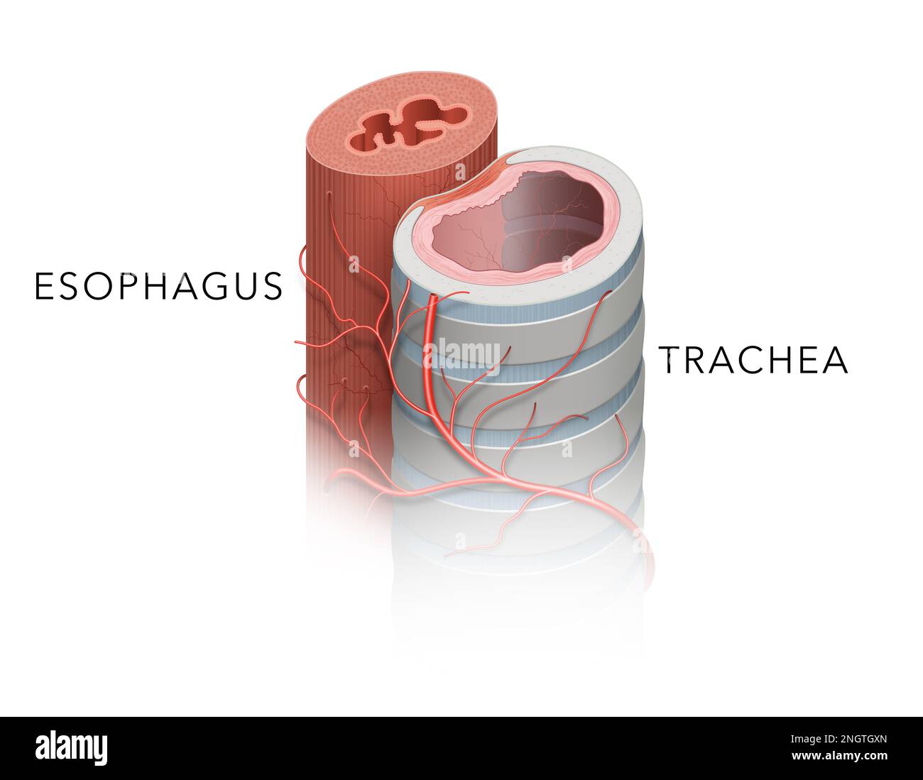 Anatomia della trachea e dell'esofago Foto Stock