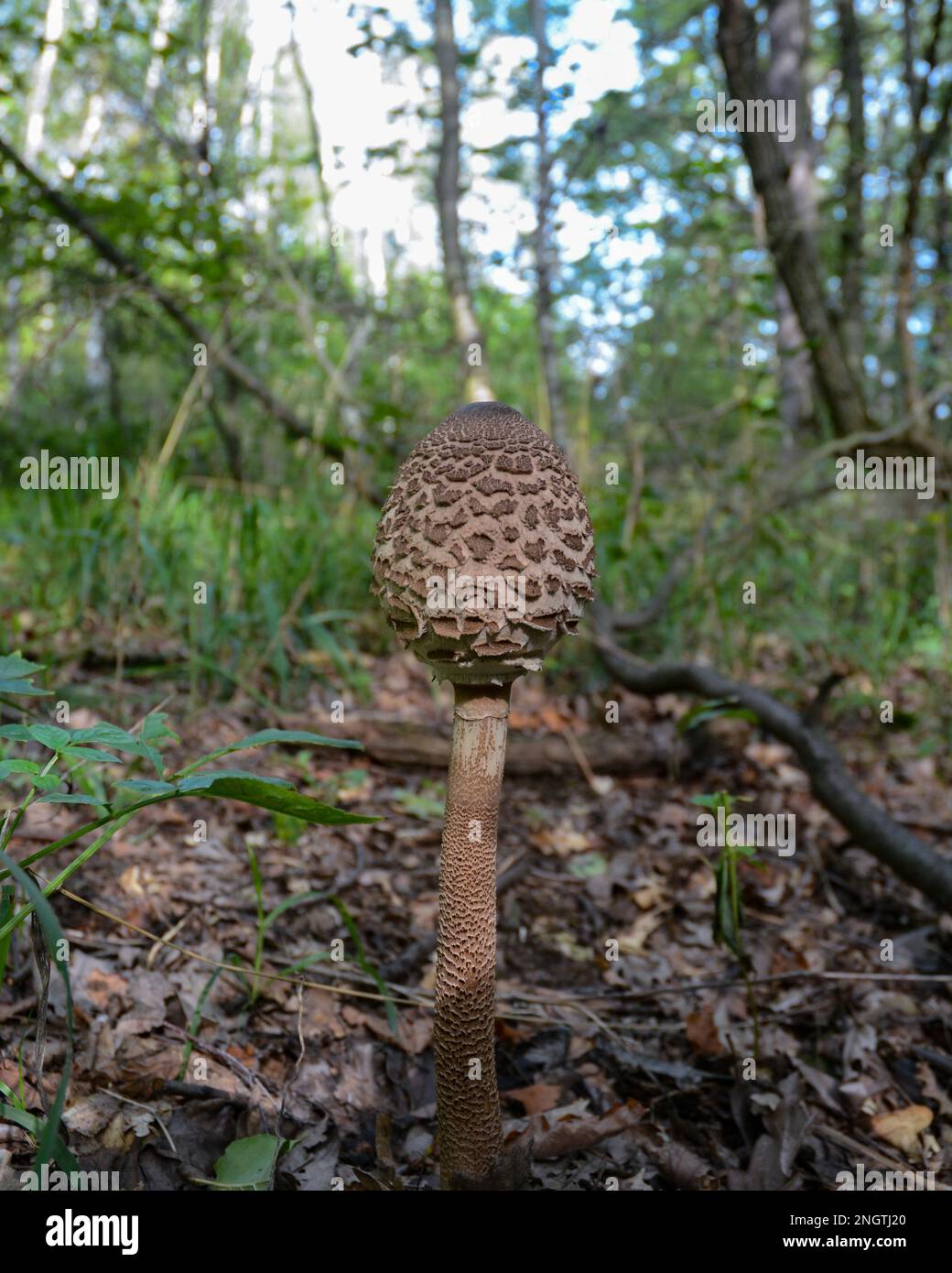 Vista grandangolare di un giovane fungo parasolo che cresce in una foresta temperata Foto Stock