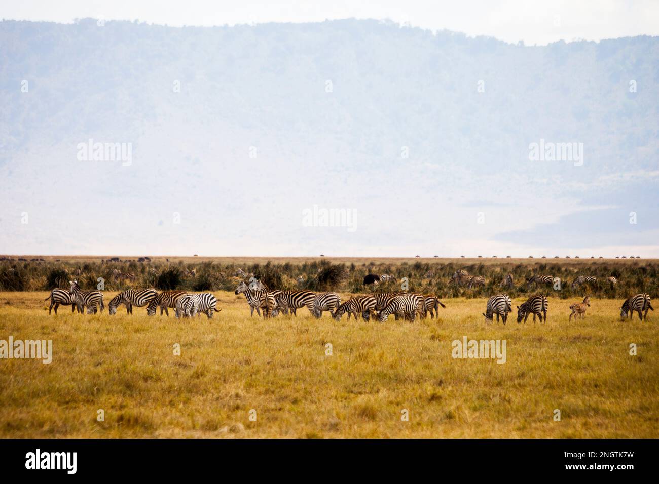 mandria di animali selvatici ngorongoro cratere fauna selvatica, africa, tansania Foto Stock