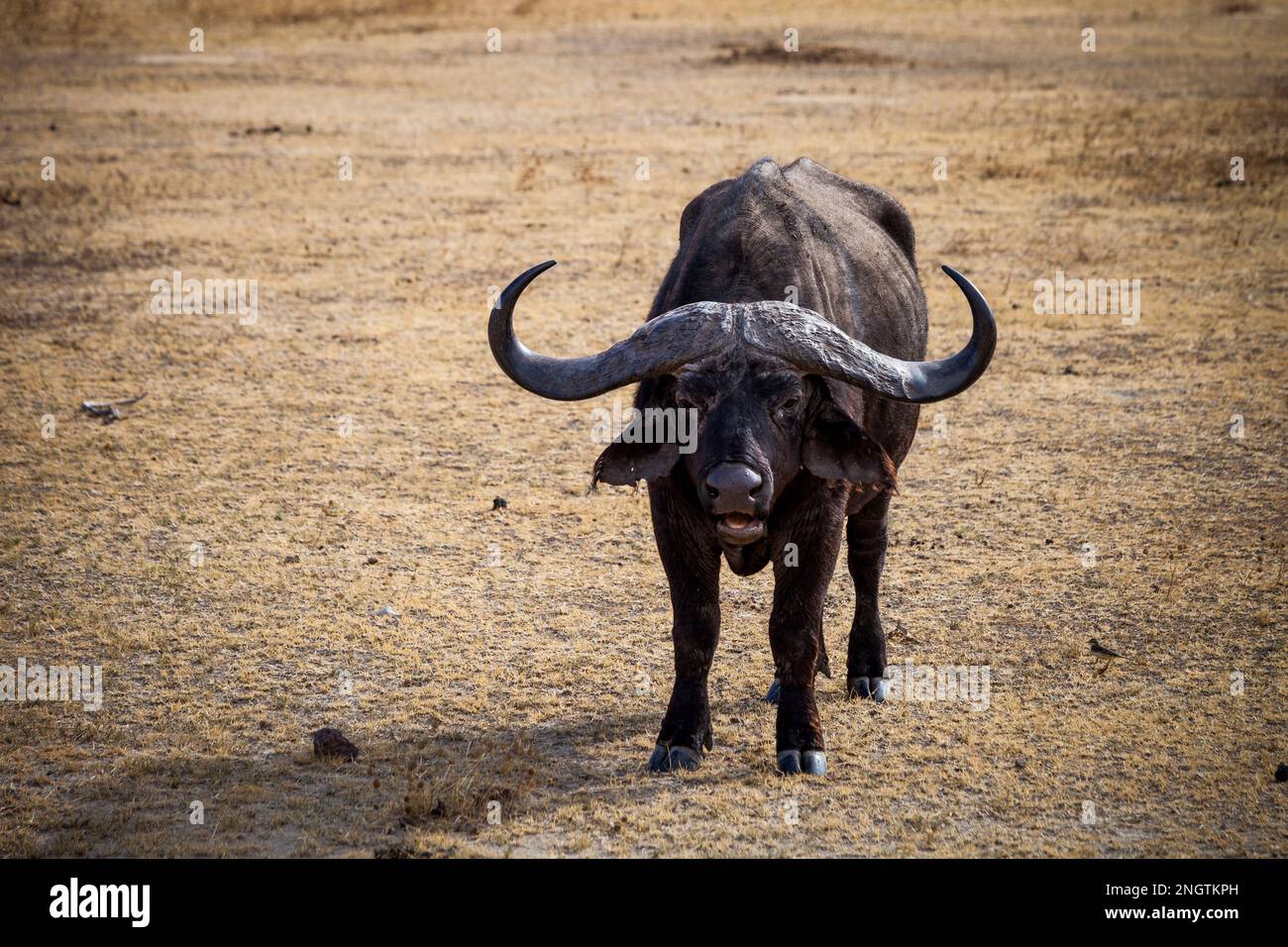 buffalo in piedi frontale cratere ngorongoro fauna selvatica, africa, tansania, ngorongoro Foto Stock