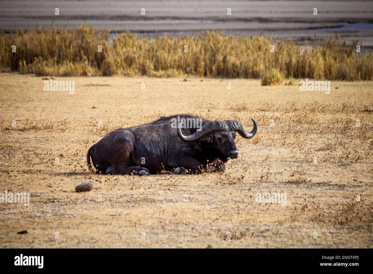buffalo riposo ngorongoro cratere fauna selvatica, africa, tansania, ngorongoro Foto Stock
