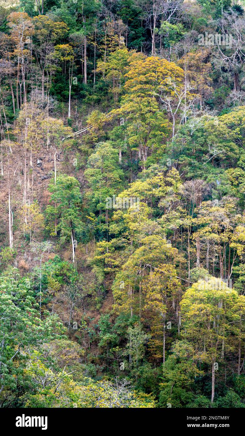 Foresta tropicale in autunno sul passo di Mang Den nel comune di Dak rve, distretto di Kon Ray, provincia di Kon Tum, Vietnam Foto Stock