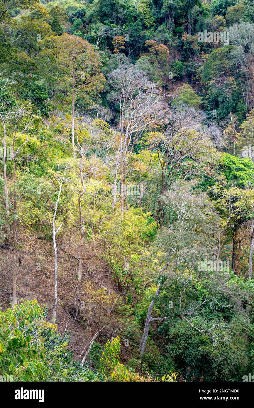 Foresta tropicale in autunno sul passo di Mang Den nel comune di Dak rve, distretto di Kon Ray, provincia di Kon Tum, Vietnam Foto Stock