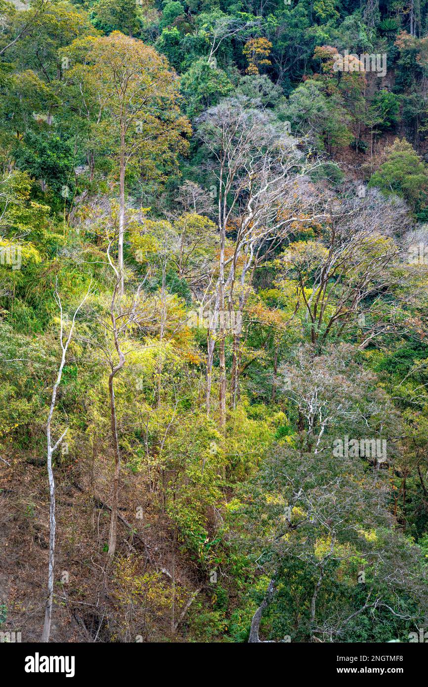 Foresta tropicale in autunno sul passo di Mang Den nel comune di Dak rve, distretto di Kon Ray, provincia di Kon Tum, Vietnam Foto Stock