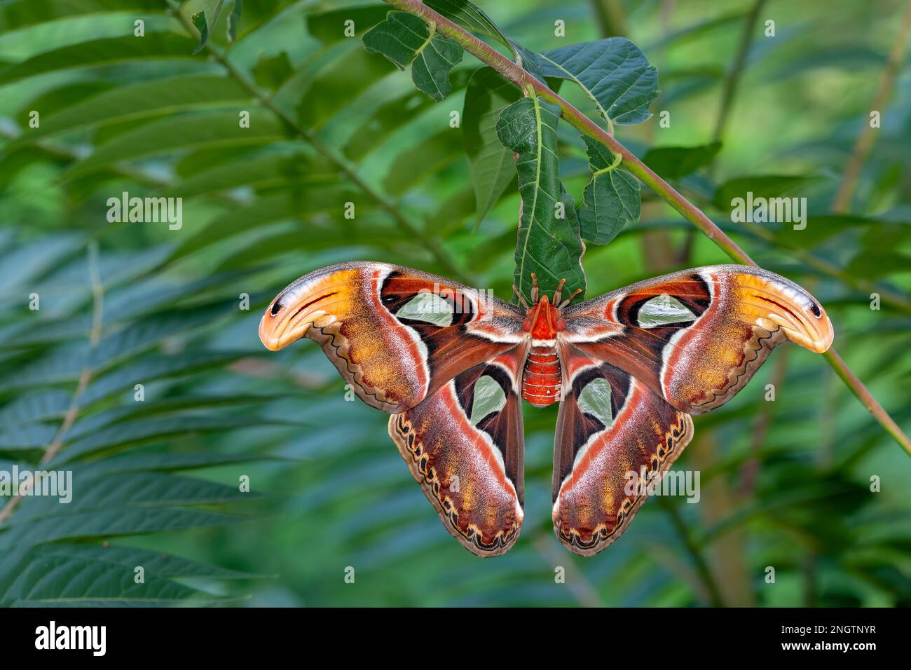 ATLANTE (Atlante Attaco) femmina appena schiusa seduta sul bozzolo su albero del cielo (Ailanthus altissima). Foto Stock