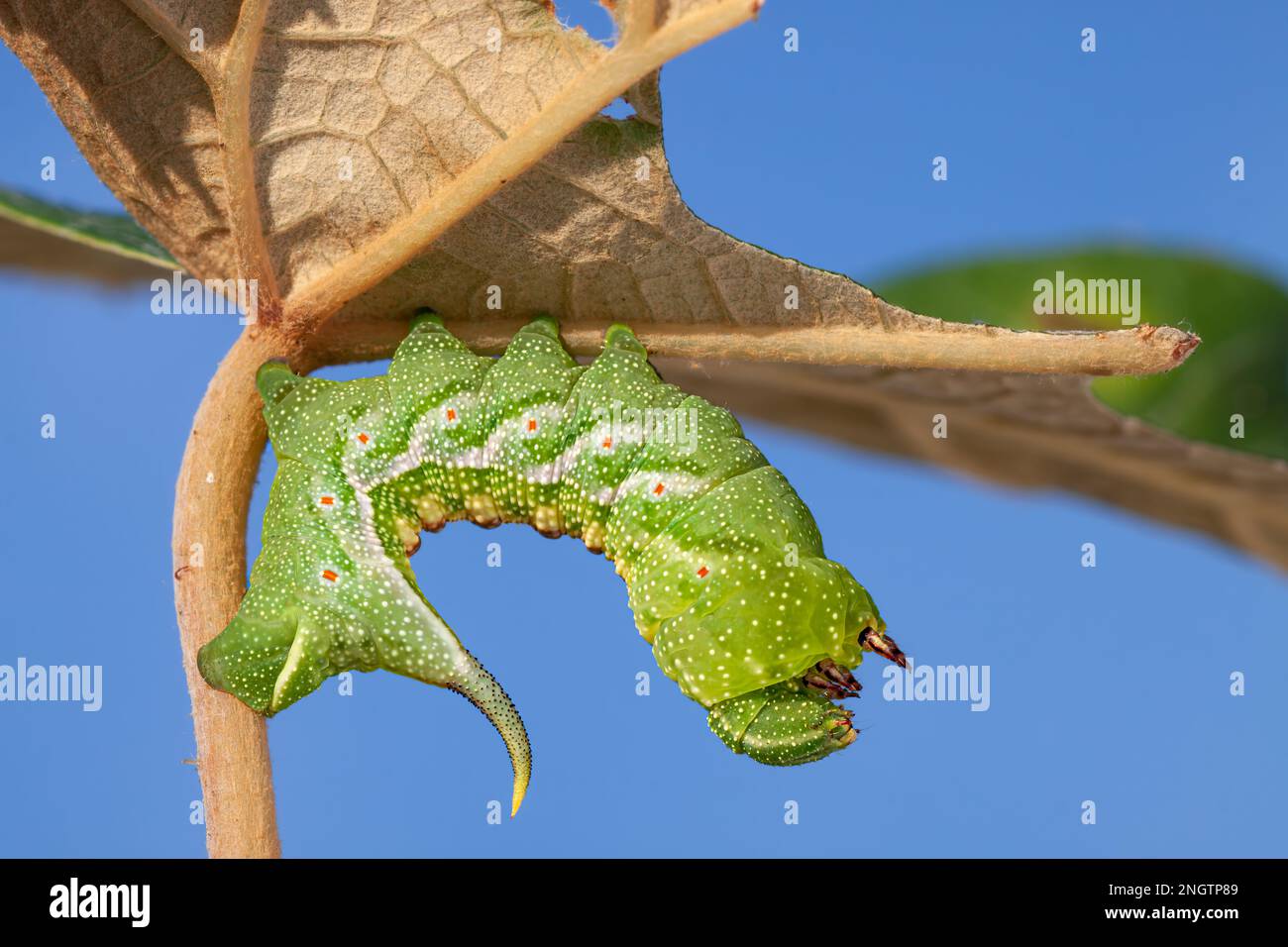 Hog Sphinx aka Virginia Creeper Sphinx (Darapsa myron) larva. Questo bruco instar da 5th è su una vite dell'uva selvatica. Come la maggior parte dei caterpillars della sfinge Foto Stock