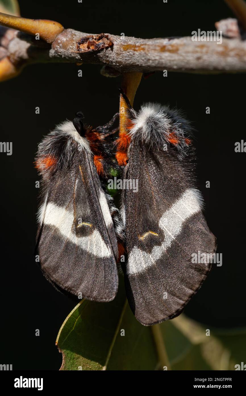 Coppia di Barrens Buck Moth (Hemileuca maia). Maschio a sinistra, femmina a destra. Questa specie vola in autunno e depone le uova in un anello su un ramoscello di Foto Stock