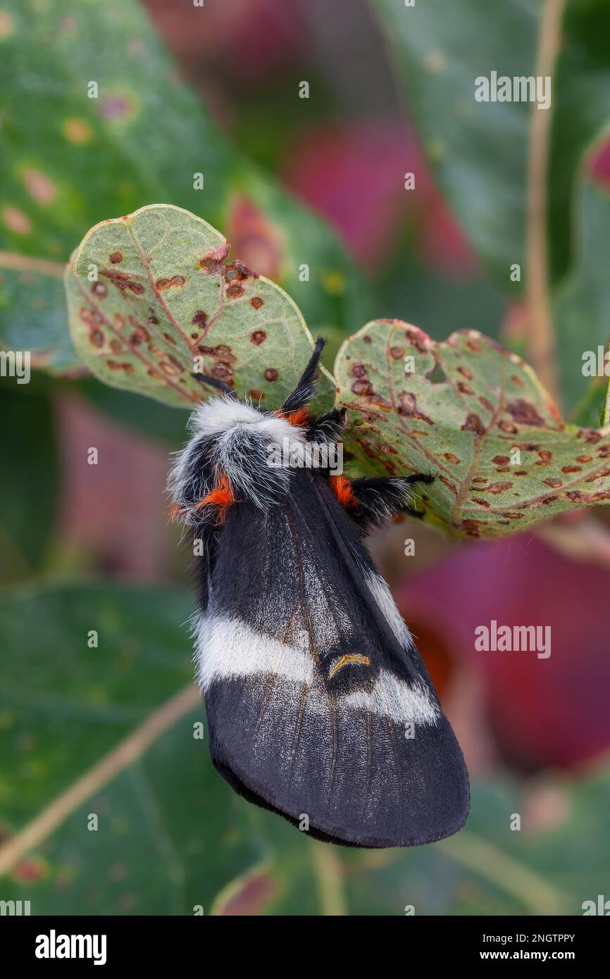 Barrens Buck Moth (Hemileuca maia) maschio su quercia (Quercus stellata). Questa specie vola in autunno e depone le uova in un anello su un ramoscello di pianta alimentare Foto Stock