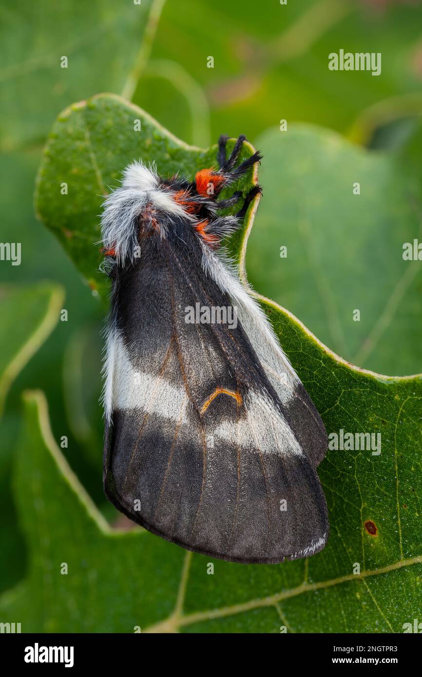 Barrens Buck Moth (Hemileuca maia) Female on Post Oak (Quercus stellata). Questa specie vola in autunno e depone le uova in un anello su un ramoscello di derrate alimentari Foto Stock