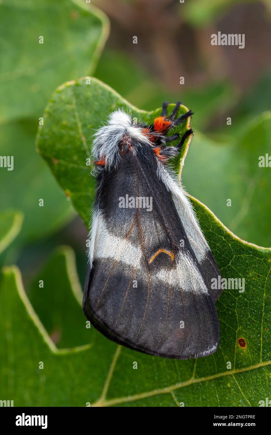 Barrens Buck Moth (Hemileuca maia) Female on Post Oak (Quercus stellata). Questa specie vola in autunno e depone le uova in un anello su un ramoscello di derrate alimentari Foto Stock