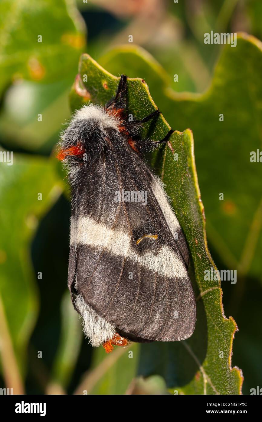 Barrens Buck Moth (Hemileuca maia) Female on Post Oak (Quercus stellata). Si noti che la femmina sta rilasciando il suo fermone per attirare i maschi. Questa spec Foto Stock
