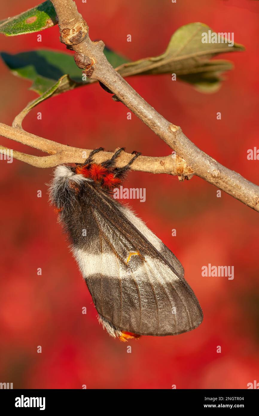 Barrens Buck Moth (Hemileuca maia) femmina su quercia (Quercus stellata) con drammatico colore autunnale da Sumac alata (Rhus copallinum) aka Shining Suma Foto Stock