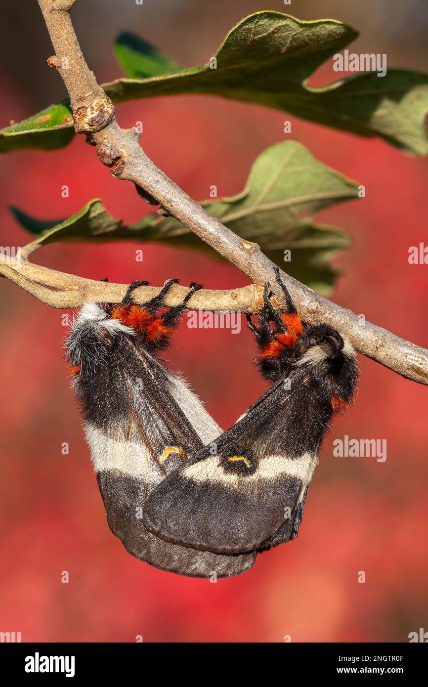 Barrens Buck Moth (Hemileuca maia) coppia di accoppiamento, femmina a sinistra, maschio a destra, su Post Oak (Quercus stellata) con drammatico colore autunnale da Winged su Foto Stock