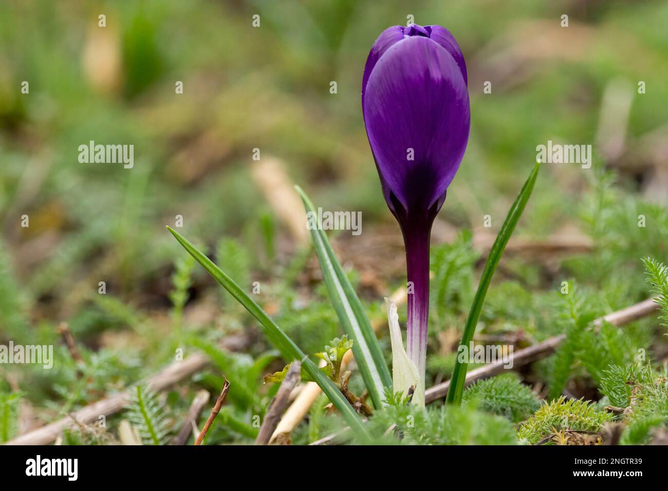 Crocus porpora primavera fiore chiuso petali verde venato stretto foglie indurito perenne ape fiendly precoce fiore pianta copia spazio paesaggio formato Foto Stock