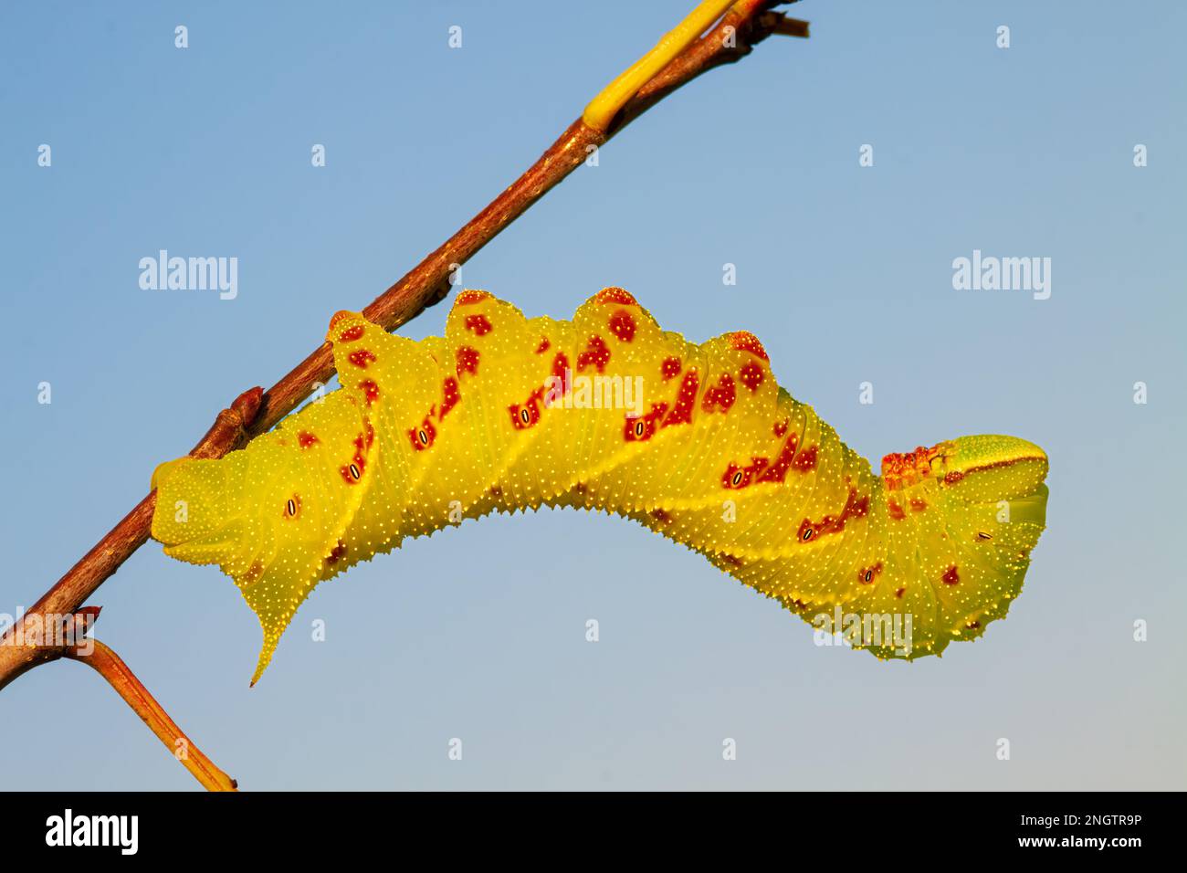 Sphinx cieco (Paonias excaetus) 5th instar larva su Ciliegio selvatico (Prunus serontina) questa specie di bruco ha una colorazione variabile. Foto Stock