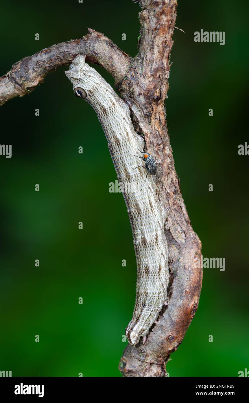 La larva di Abbott Sphinx Moth (Sphecodina abbottii). SI PREGA DI NOTARE LA MOSCA che è seduto sul caterpillar in cerca di ovare sulla larva. Foto Stock