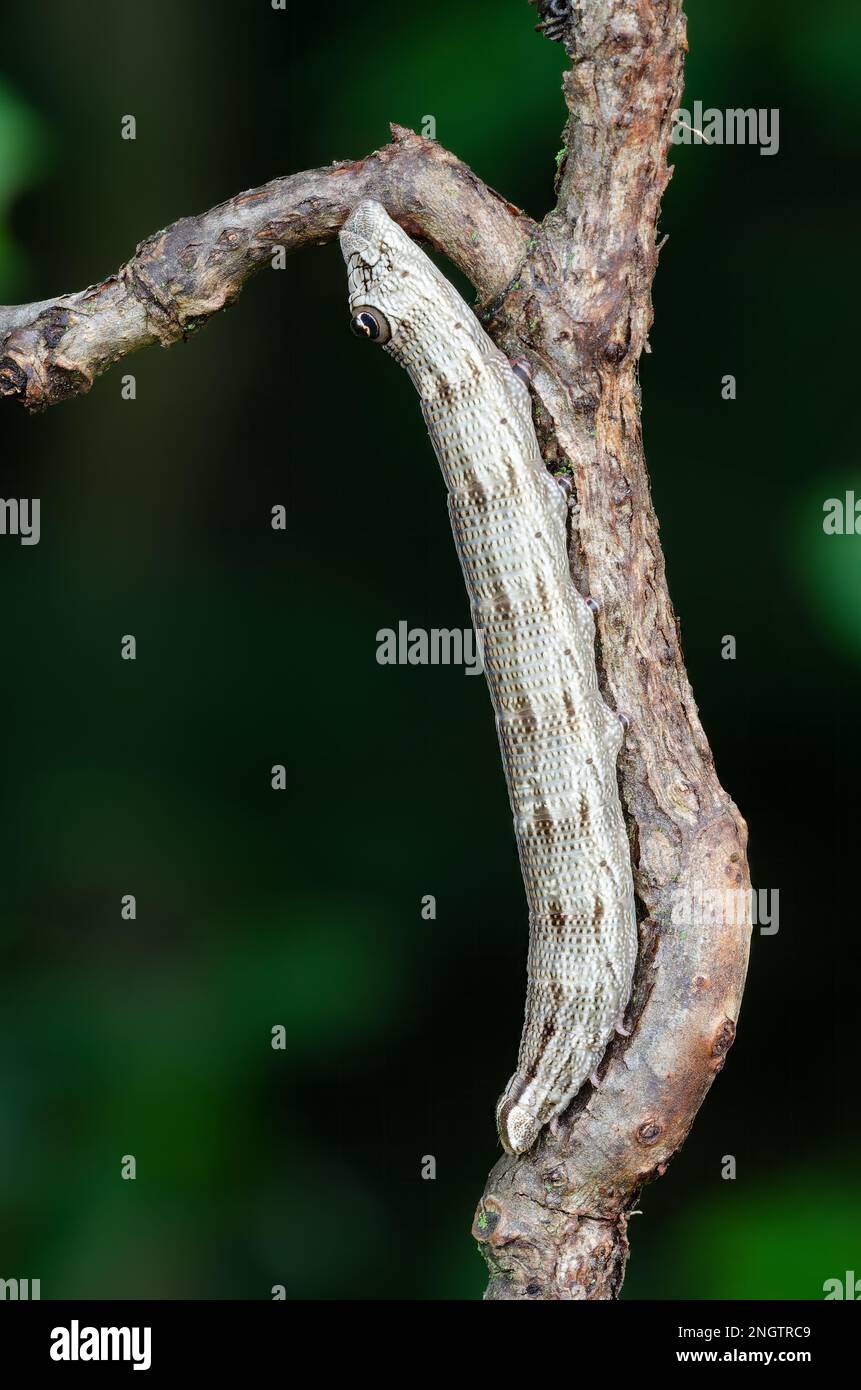 La larva di Abbott Sphinx Moth (Sphecodina abbottii). 4th instar larva che riposa su Virginia Creeper (Parthenocissus quinquefolia).. Foto Stock